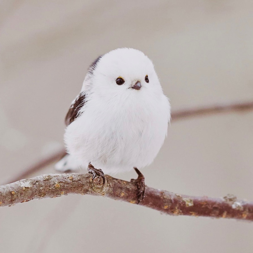 Hello! It’s Littlebirdie’s closet. 🐥